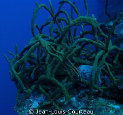 "Tangled Up In Blue"      -A rope sponge bush on one of t... by Jean-Louis Courteau 